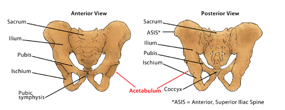 Pelvis: Front and Back Pelvis: Front and Back