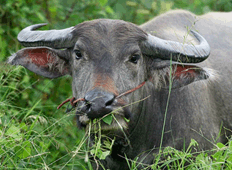 Water Buffalo