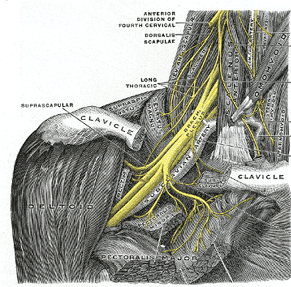 Brachial Plexus