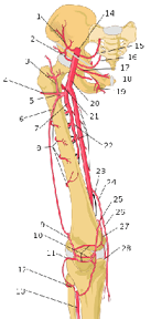 Femoral Nerves and Arteries