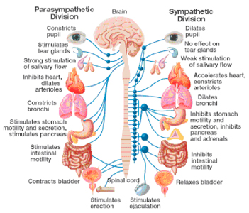 The Autonomic Nervous System