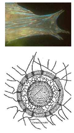 Cells also have their own connective tissue skeletons.