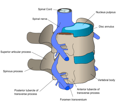 The spinal structure