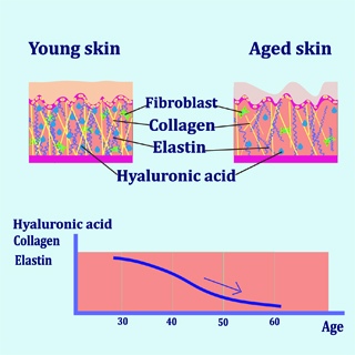 Figure 3: Fascia ages