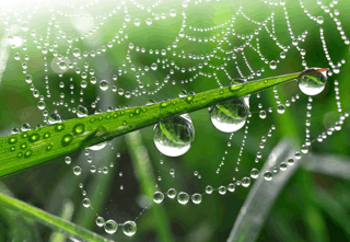 Figure 1: A spider’s web