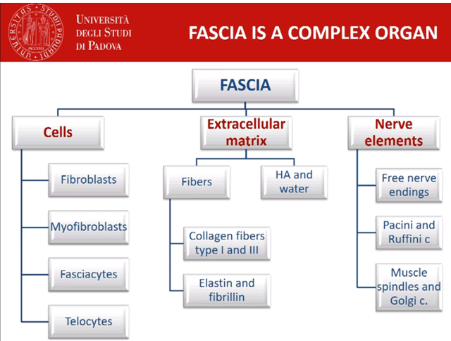 The components of fascia The components of fascia