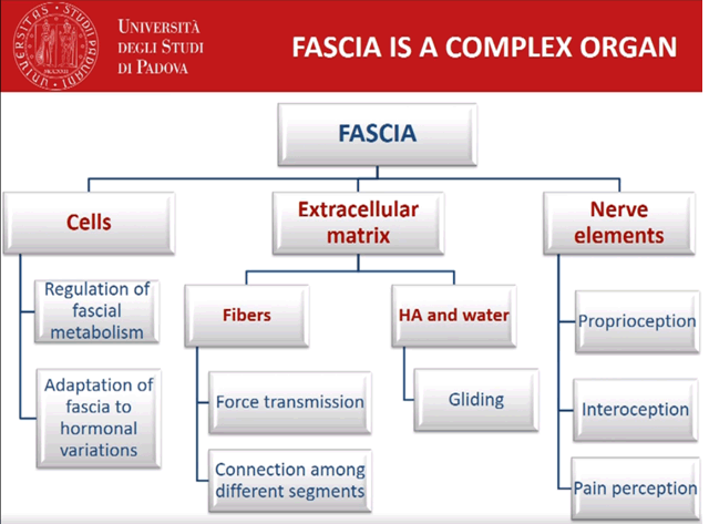 The role of fascia The role of fascia