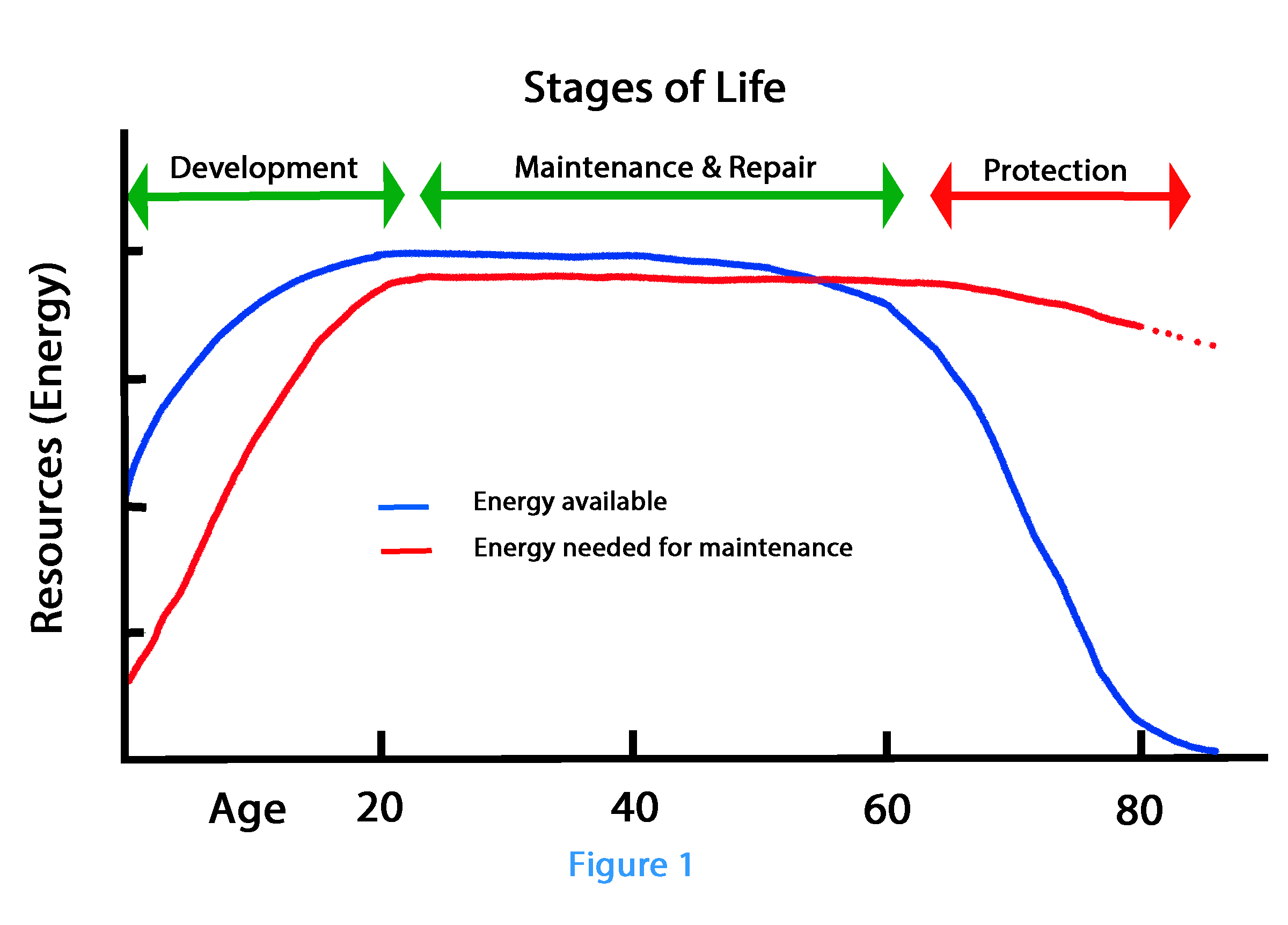 Figure 1: The stages of life Figure 1: The stages of life