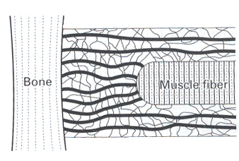 tendon_collagen_normal