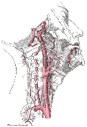 vertebral-arteries